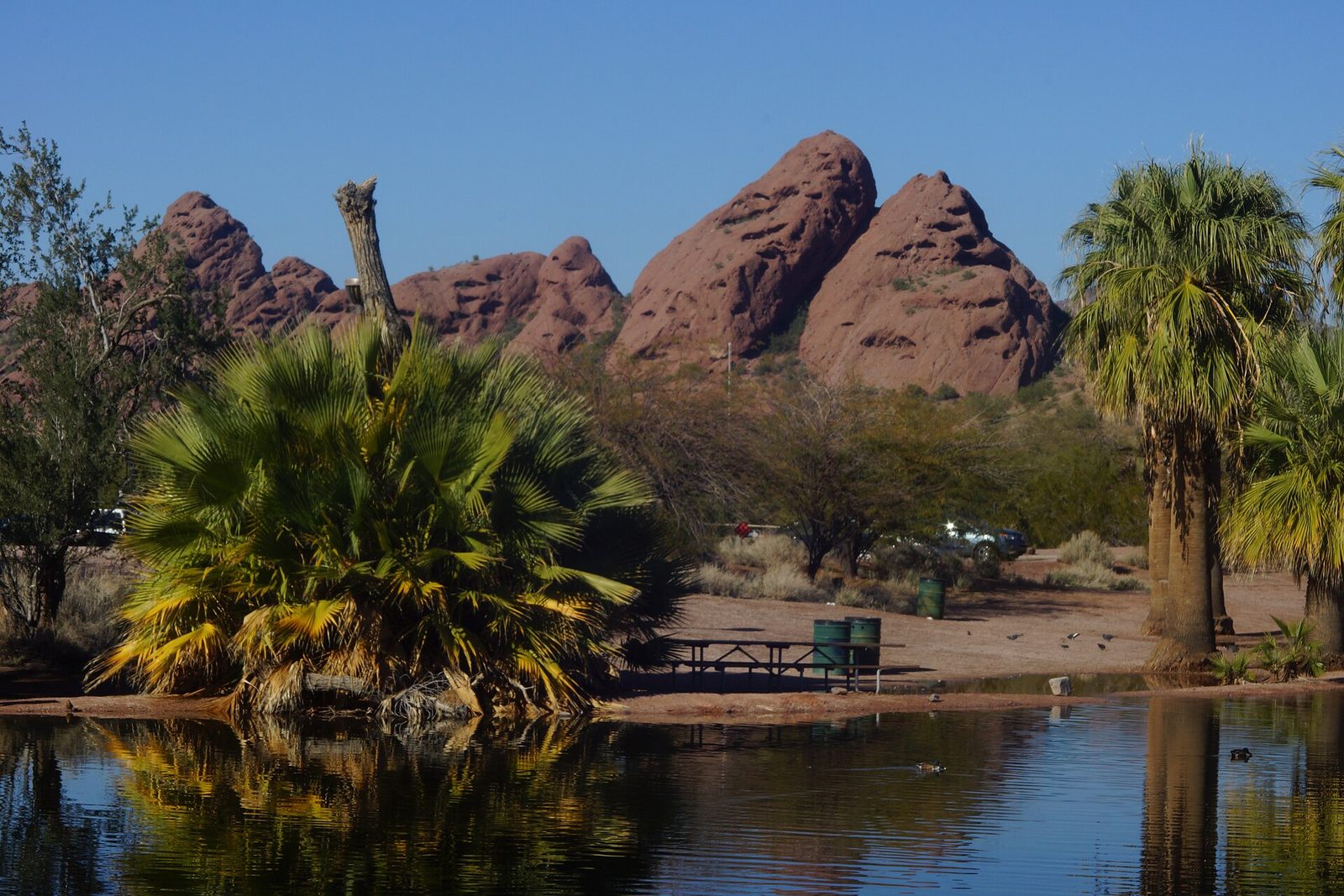 The red sandstone Papago Buttes behind a palm-lined pond in Papago Park